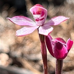 Caladenia alpina (Mountain Caps) at Freycinet, TAS - 24 Oct 2024 by Clarel