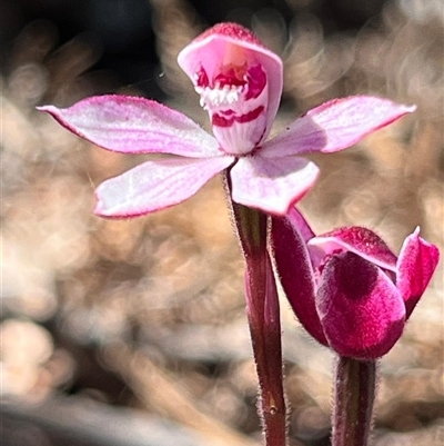 Caladenia alpina (Mountain Caps) at Freycinet, TAS - 24 Oct 2024 by Clarel