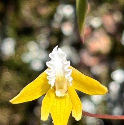 Dockrillia striolata (Streaked Rock Orchid) at Freycinet, TAS - 23 Oct 2024 by Clarel