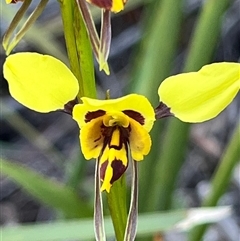 Diuris sulphurea (Tiger Orchid) at Freycinet, TAS - 24 Oct 2024 by Clarel