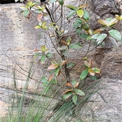 Quintinia sieberi (Possumwood) at Bundanoon, NSW - 24 Oct 2024 by plants