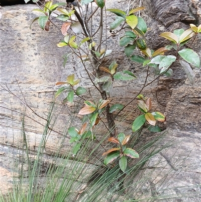 Quintinia sieberi (Possumwood) at Bundanoon, NSW - 24 Oct 2024 by plants