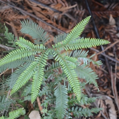 Sticherus urceolatus (Silky Fan Fern) at Bundanoon, NSW - 25 Oct 2024 by plants