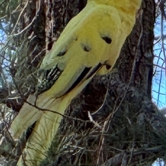 Zanda funerea (Yellow-tailed Black-Cockatoo) at Watson, ACT - 25 Oct 2024 by Louisab