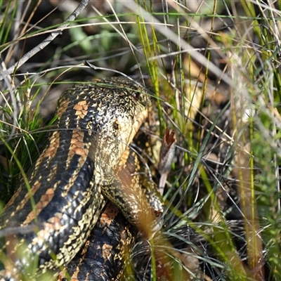 Unidentified Reptile or Frog at Wentworth Falls, NSW - 20 Oct 2024 by BirdoMatt