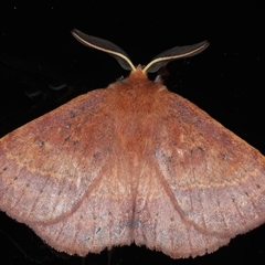 Anthela ferruginosa at Rosedale, NSW - 23 Oct 2024 by jb2602