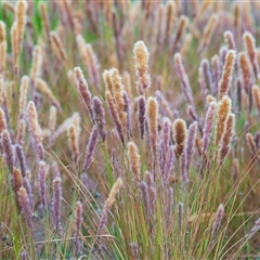 Unidentified Plant at Brunswick Heads, NSW - 25 Aug 2024 by PKB