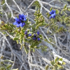 Halgania cyanea at Norseman, WA - 16 Sep 2024 by Paul4K