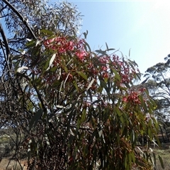 Eucalyptus torquata at Norseman, WA - 16 Sep 2024 by Paul4K