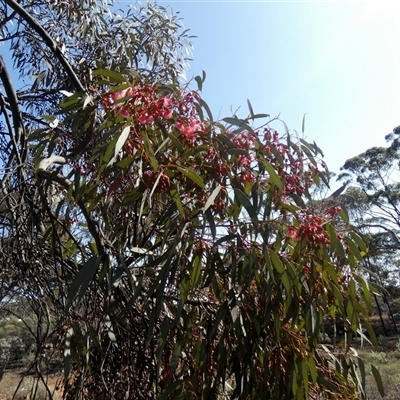 Eucalyptus torquata at Norseman, WA - 16 Sep 2024 by Paul4K