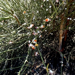 Unverified Other Shrub at Norseman, WA - 16 Sep 2024 by Paul4K