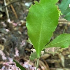 Unidentified Other Shrub at Lorne, NSW - 25 Oct 2024 by Butlinz