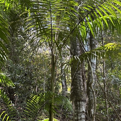 Archontophoenix cunninghamiana at Lorne, NSW - 25 Oct 2024 by Butlinz