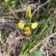 Diuris sulphurea (Tiger Orchid) at Kambah, ACT - 24 Oct 2024 by Shazw