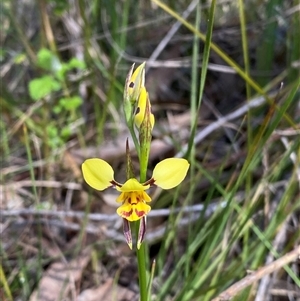 Diuris sulphurea at Kambah, ACT - suppressed