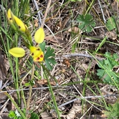 Diuris sulphurea at Kambah, ACT - suppressed