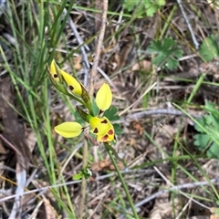 Diuris sulphurea at Kambah, ACT - suppressed