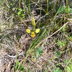 Diuris sulphurea at Kambah, ACT - suppressed