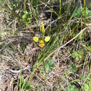 Diuris sulphurea at Kambah, ACT - suppressed