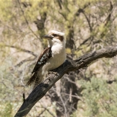 Dacelo novaeguineae (Laughing Kookaburra) at Macgregor, ACT - 21 Oct 2024 by AlisonMilton