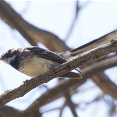 Rhipidura albiscapa (Grey Fantail) at Latham, ACT - 21 Oct 2024 by AlisonMilton