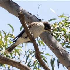 Cracticus torquatus (Grey Butcherbird) at Latham, ACT - 21 Oct 2024 by AlisonMilton