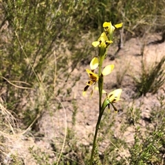 Diuris sulphurea (Tiger Orchid) at Wamboin, NSW - 25 Oct 2024 by Gdbush