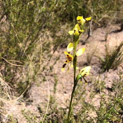 Diuris sulphurea (Tiger Orchid) at Wamboin, NSW - 25 Oct 2024 by Gdbush