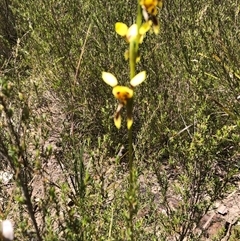 Diuris sulphurea at Wamboin, NSW - 25 Oct 2024