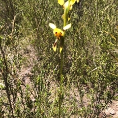 Diuris sulphurea at Wamboin, NSW - 25 Oct 2024