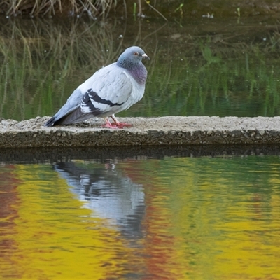 Columba livia (Rock Dove (Feral Pigeon)) at Macgregor, ACT - 21 Oct 2024 by AlisonMilton