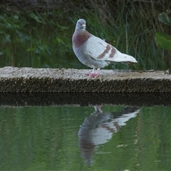 Columba livia at Macgregor, ACT - 21 Oct 2024 12:28 PM