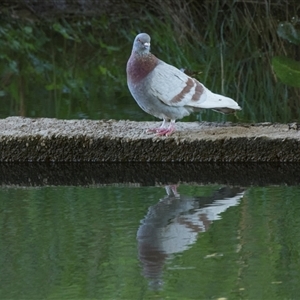 Columba livia at Macgregor, ACT - 21 Oct 2024 12:28 PM