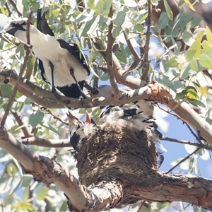 Grallina cyanoleuca at Higgins, ACT - 21 Oct 2024