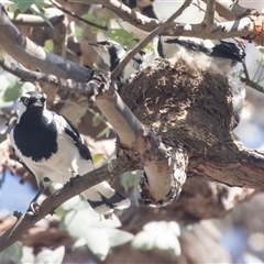 Grallina cyanoleuca at Higgins, ACT - 21 Oct 2024