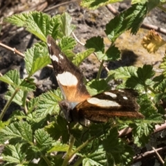 Vanessa itea (Yellow Admiral) at Latham, ACT - 21 Oct 2024 by AlisonMilton