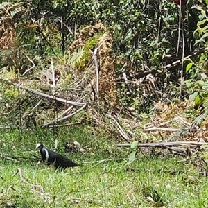 Leucosarcia melanoleuca at Uriarra Village, ACT - 25 Oct 2024 01:00 PM