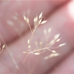 Aira sp. (A Hair Grass) at Latham, ACT - 23 Oct 2024 by AlisonMilton