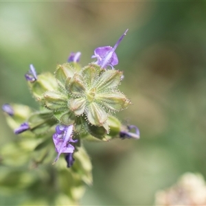 Salvia verbenaca var. verbenaca at Latham, ACT - 24 Oct 2024 08:41 AM