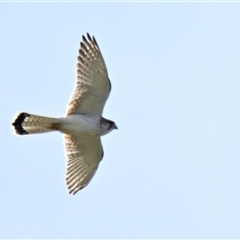 Falco cenchroides (Nankeen Kestrel) at Holt, ACT - 25 Oct 2024 by Thurstan