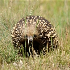 Tachyglossus aculeatus (Short-beaked Echidna) at Strathnairn, ACT - 25 Oct 2024 by Thurstan