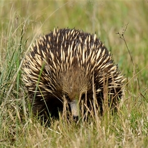 Tachyglossus aculeatus at Strathnairn, ACT - 25 Oct 2024 11:20 AM