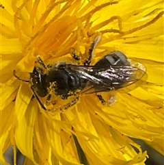 Lasioglossum (Chilalictus) sp. (genus & subgenus) (Halictid bee) at Cook, ACT - 24 Oct 2024 by Jennybach