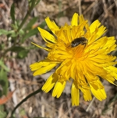 Lasioglossum (Chilalictus) sp. (genus & subgenus) at Cook, ACT - 25 Oct 2024 10:11 AM