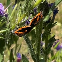 Agonoscelis rutila (Horehound bug) at Cook, ACT - 24 Oct 2024 by Jennybach