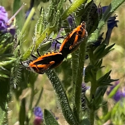 Agonoscelis rutila (Horehound bug) at Cook, ACT - 25 Oct 2024 by Jennybach