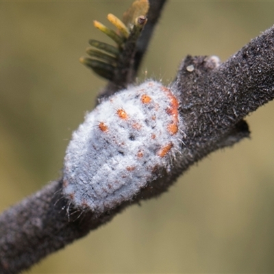 Monophlebulus sp. (genus) (Giant Snowball Mealybug) at Macgregor, ACT - 24 Oct 2024 by AlisonMilton