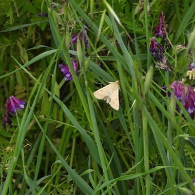 Helicoverpa (genus) at Mitchell, NSW - 19 Oct 2024 by DavidDedenczuk