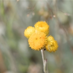 Chrysocephalum apiculatum (Common Everlasting) at Latham, ACT - 23 Oct 2024 by AlisonMilton