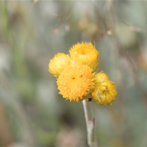 Chrysocephalum apiculatum at Latham, ACT - 24 Oct 2024